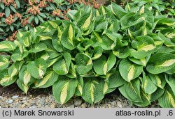 Hosta Ann Kulpa