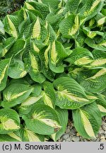 Hosta Ann Kulpa