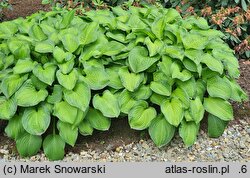 Hosta Midwest Magic