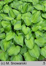 Hosta Midwest Magic
