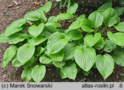 Hosta plantaginea (funkia biała)
