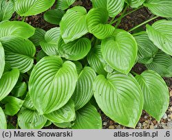 Hosta plantaginea (funkia biała)