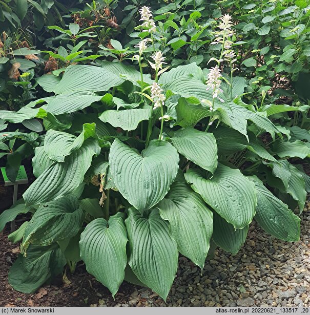 Hosta sieboldiana (funkia sina)