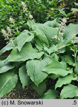 Hosta sieboldiana (funkia sina)