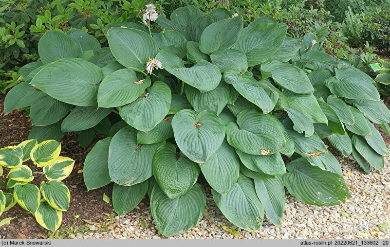 Hosta Empress Wu