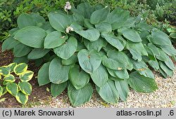 Hosta Empress Wu