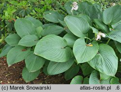 Hosta Empress Wu