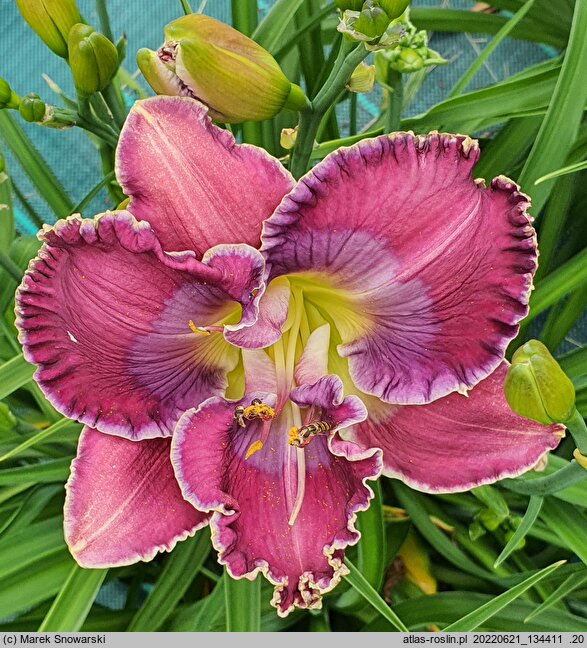 Hemerocallis ×hybrida Persian Art