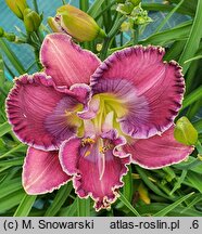 Hemerocallis ×hybrida Persian Art