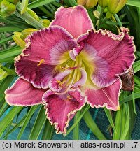 Hemerocallis ×hybrida Persian Art