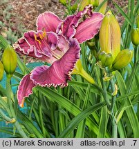 Hemerocallis ×hybrida Persian Art