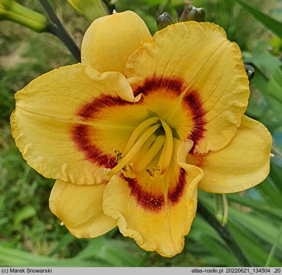 Hemerocallis ×hybrida Pluralist