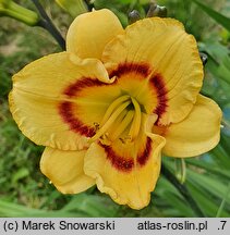 Hemerocallis ×hybrida Pluralist