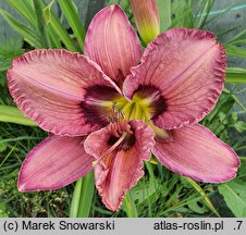 Hemerocallis ×hybrida Cyber Zone