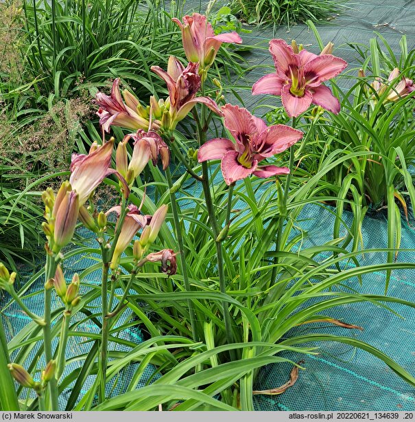 Hemerocallis ×hybrida Cyber Zone