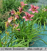 Hemerocallis ×hybrida Cyber Zone