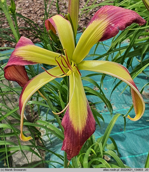 Hemerocallis ×hybrida Crazy Arms