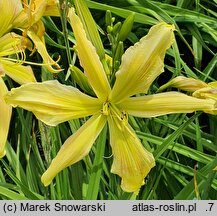 Hemerocallis ×hybrida Paul Weber