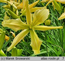 Hemerocallis ×hybrida Paul Weber