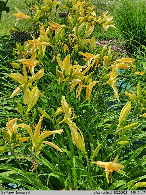 Hemerocallis ×hybrida Paul Weber