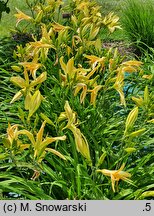 Hemerocallis ×hybrida Paul Weber
