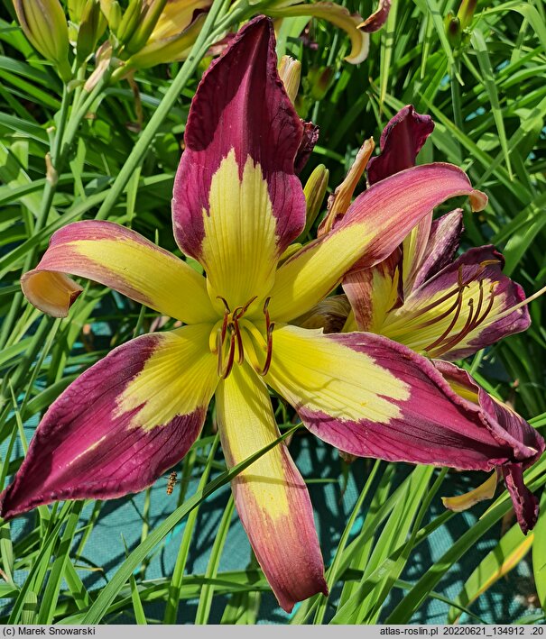 Hemerocallis ×hybrida (liliowiec ogrodowy)