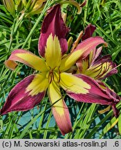 Hemerocallis ×hybrida (liliowiec ogrodowy)