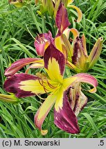 Hemerocallis ×hybrida (liliowiec ogrodowy)