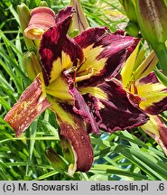 Hemerocallis ×hybrida (liliowiec ogrodowy)