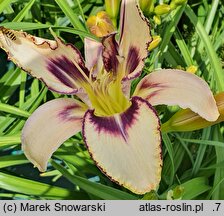 Hemerocallis ×hybrida (liliowiec ogrodowy)