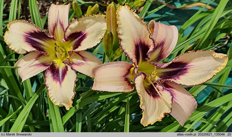Hemerocallis ×hybrida (liliowiec ogrodowy)