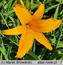 Hemerocallis ×hybrida Valiant