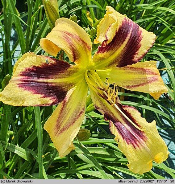 Hemerocallis ×hybrida Tammy Faye Eyes