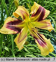 Hemerocallis ×hybrida Tammy Faye Eyes