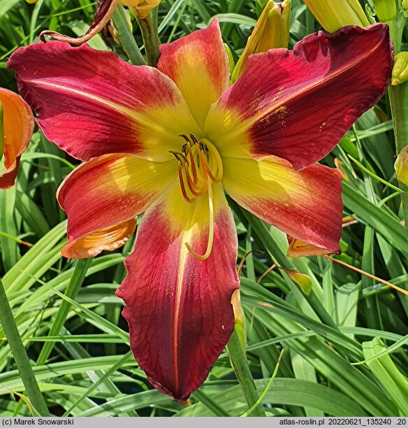 Hemerocallis ×hybrida Red Suspenders