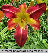 Hemerocallis ×hybrida Red Suspenders