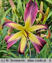 Hemerocallis ×hybrida Waiting in the Wings
