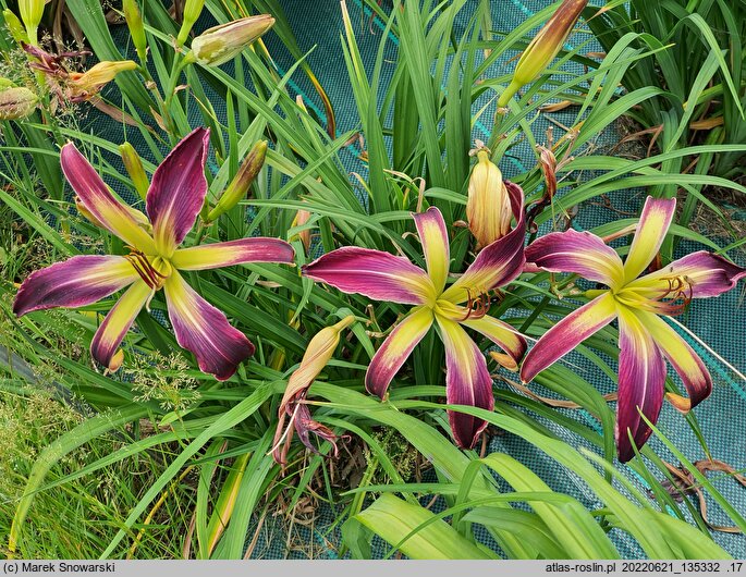 Hemerocallis ×hybrida Waiting in the Wings