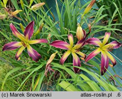 Hemerocallis ×hybrida Waiting in the Wings