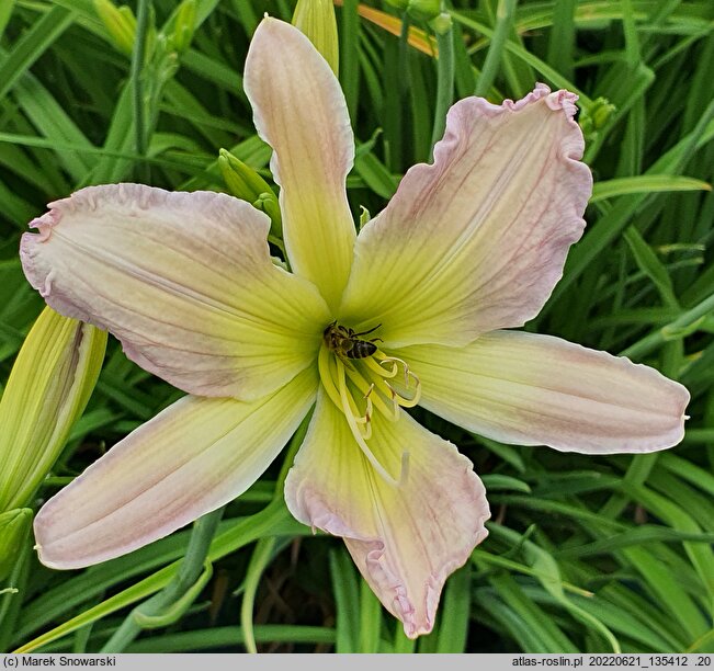 Hemerocallis ×hybrida Phial of Galadriel