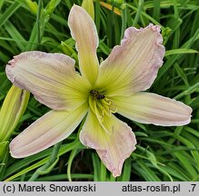 Hemerocallis ×hybrida Phial of Galadriel