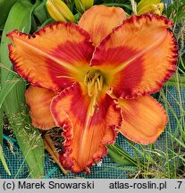 Hemerocallis ×hybrida Volcano Queen