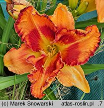 Hemerocallis ×hybrida Volcano Queen