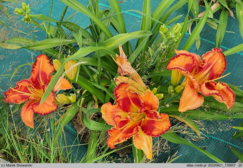 Hemerocallis ×hybrida Volcano Queen