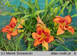 Hemerocallis ×hybrida Volcano Queen