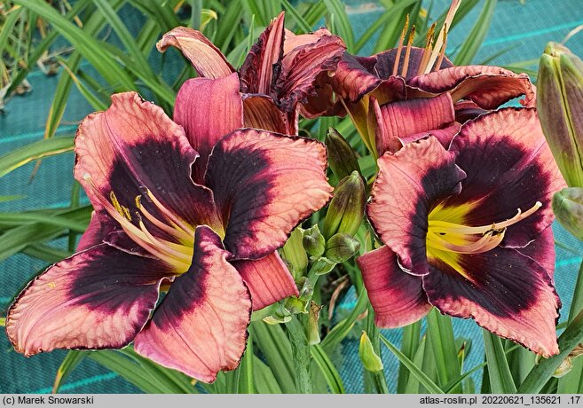 Hemerocallis ×hybrida Black Eyed Bully
