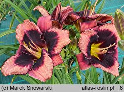 Hemerocallis ×hybrida Black Eyed Bully