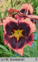 Hemerocallis ×hybrida Black Eyed Bully