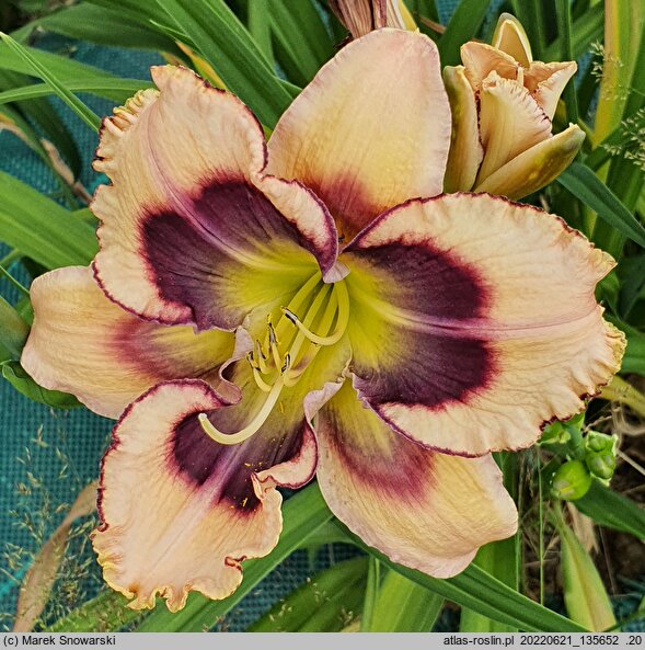 Hemerocallis ×hybrida Tricolor