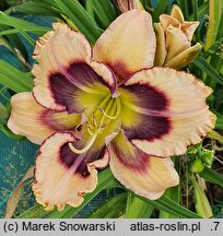 Hemerocallis ×hybrida Tricolor
